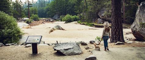 Mirror Lake - Dog Friendly Hike (Yosemite National Park) — Flying Dawn Marie | Travel blog ...