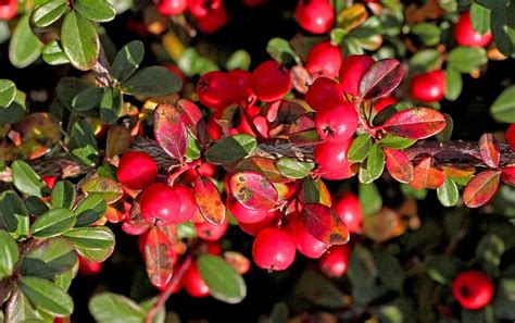 Cotoneaster: How to Plant, Grow, and Care Cotoneaster?