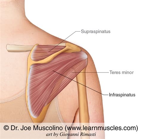 Infraspinatus - Learn Muscles