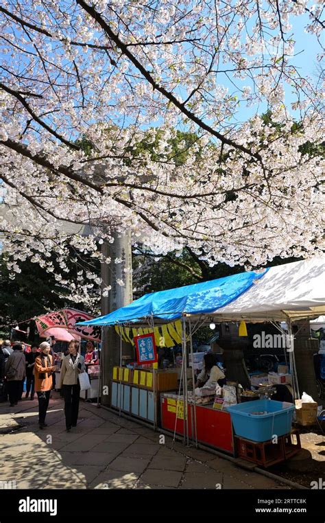 The cherry blossom season in Ueno Park is extremely popular with locals ...