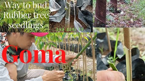 Way to bud Rubber tree o GOMA + Tutorial &tips modified technology.#Gha Agri Tv - YouTube