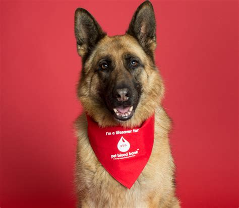 Animals can give blood too! - NHS Blood Donation