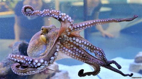 Clever octopus: Inky's mates have got previous - BBC Newsbeat