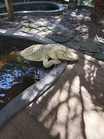 Wild Florida Airboats (Kenansville) - 2019 All You Need to Know BEFORE ...