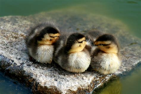 File:Mallard ducklings.jpg - Wikimedia Commons