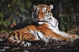 10 Anak Harimau Siberia Liar Dilahirkan di Taman Nasional China - HARIAN MISTAR