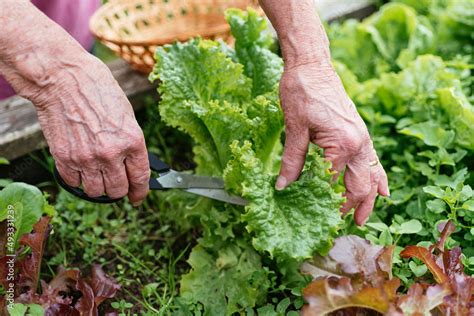 Harvesting lettuce Stock Photo | Adobe Stock