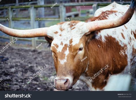 Texas Longhorn Color Stock Photo 391761772 | Shutterstock