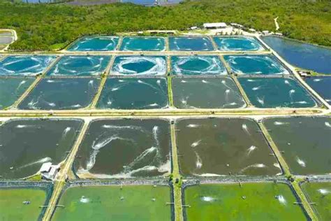 Shrimp Farming: Benefits & Potential Challenges - Fish Article