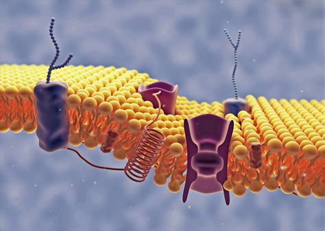 Artificial binding protein could be developed into novel therapies