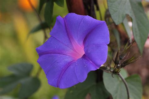 Blue Morning Glory - NSSB