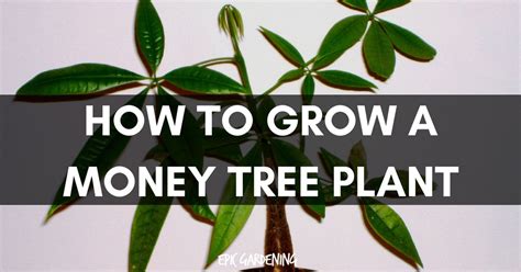 Money Tree Plant (Pachira Aquatica) Care and Growing Tips