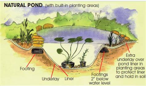 Wildlife Pond Design Tips