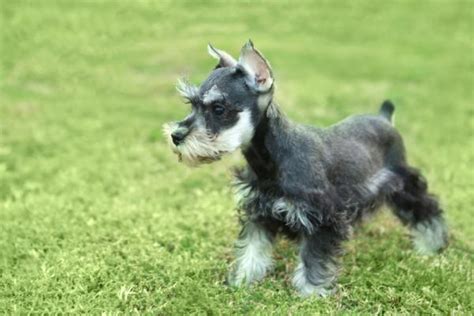 Standard Schnauzer Hairstyles - With Photos!