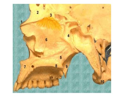 Midsagittal View of Skull Quiz