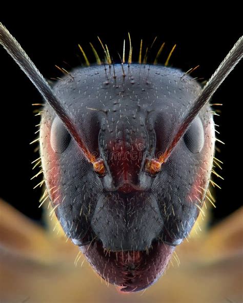 Ant Face Extreme Close Up Macro Photography Stock Image - Image of nature, face: 185129265