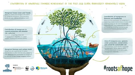 The Mangrove Alliance