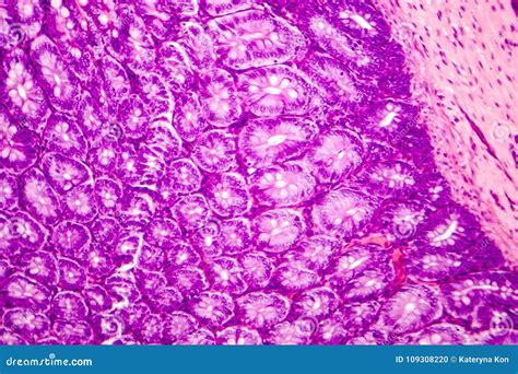 Histology Of The Appendix Stock Photo | CartoonDealer.com #44133822