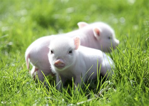 Mini Pet Piglets