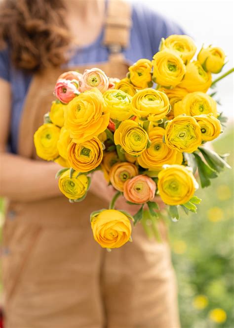 How to grow ranunculus | Homes & Gardens