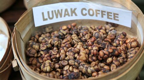 Kopi Luwak - Dünyanın En Pahalı Kahvesi • MOKAPOTA