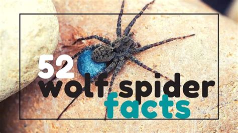 52 Wolf Spider Facts: What You Need To Know – UntamedAnimals.com