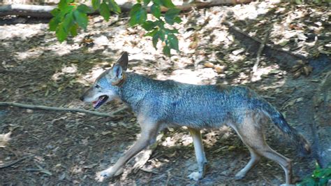 Virginia Living Museum adds another endangered red wolf to its habitat | WAVY.com