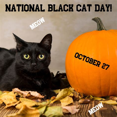 FACTS about National Black Cat Day: History and Celebrations | KnowInsiders