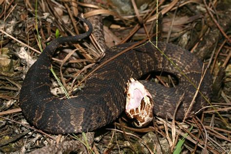 Florida Cottonmouth – Florida Snake ID Guide