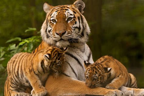 Cute Siberian Tiger Cubs