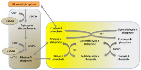 Metabolites | Free Full-Text | Glucose-6 Phosphate, a Central Hub for Liver Carbohydrate Metabolism