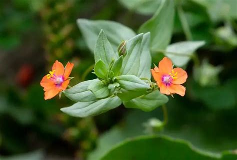 Scarlet Pimpernel Flower Symbolism | Best Flower Site