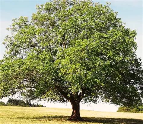 English Walnut Tree - Forestry.com