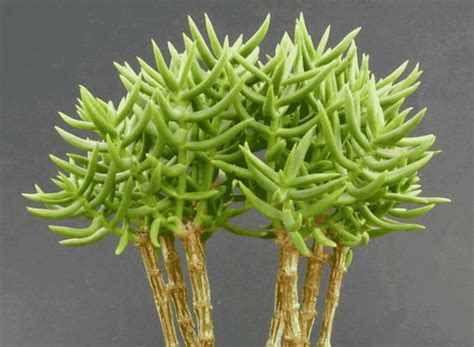 Crassula Tetragona (Care Guide With Picture)- Succulents Network