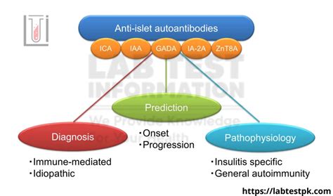 Anti-Islet Cell Antibodies