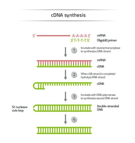 سنتز cDNA