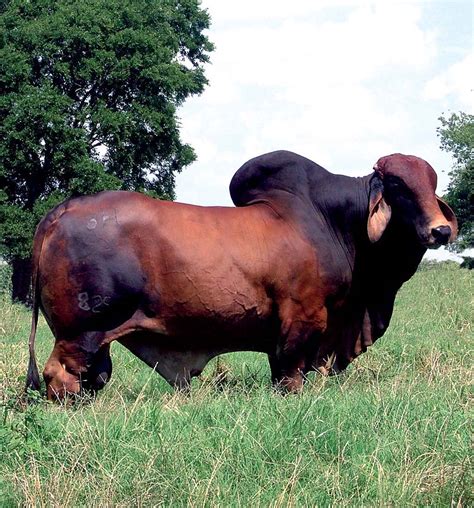 Participation in National Brahman Cattle Show Announced by Moreno Ranches of Venus Florida ...