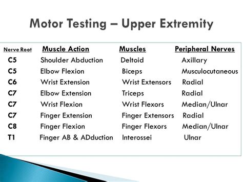 Image result for wrist extension and flexion nerve | Finger flexion ...