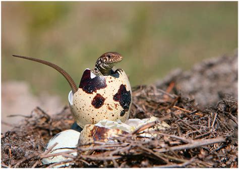 Newborn Lizard - lizards Photo (38294143) - Fanpop