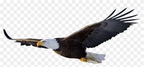 Bald Eagle Flying - Flying Eagle Png - Free Transparent PNG Clipart ...