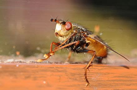 Tachinidae | Wiki | Everipedia