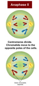 Anaphase in Mitosis and Meiosis (Anaphase I, II) - Microbe Notes