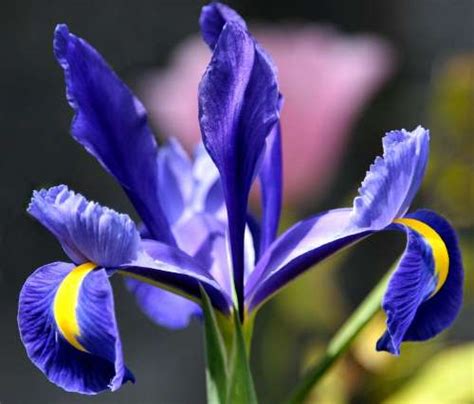 Dark Blue Iris