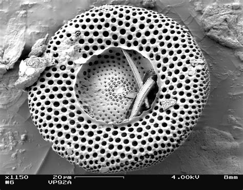 Microfossils of the San Joaquin Valley