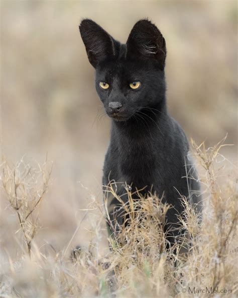 Manja, The Rare Melanistic Serval Cat Roams The Serengeti In Tanzania - Illuzone