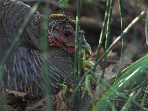 Wild Turkey Nesting (Behavior, Eggs + Location) | Birdfact