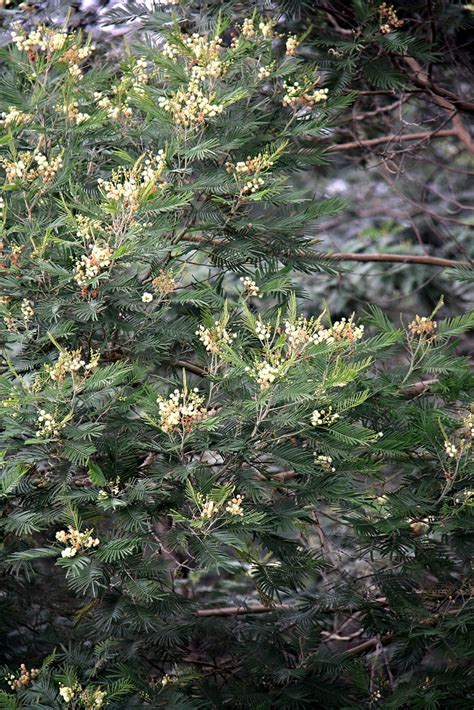 Acacia decurrens Willd. | Gunung Merapi, Yogyakarta, Indones… | Flickr