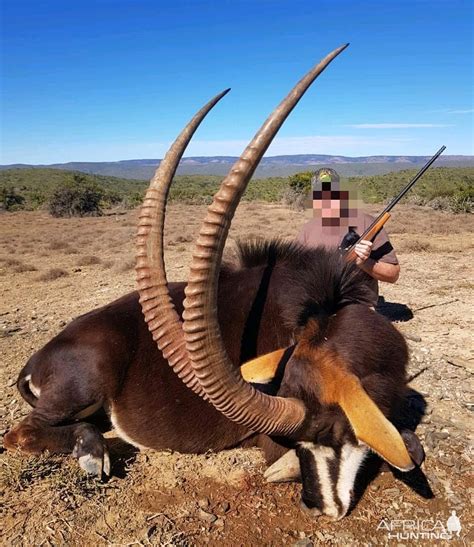 South Africa Hunt Sable Antelope | AfricaHunting.com