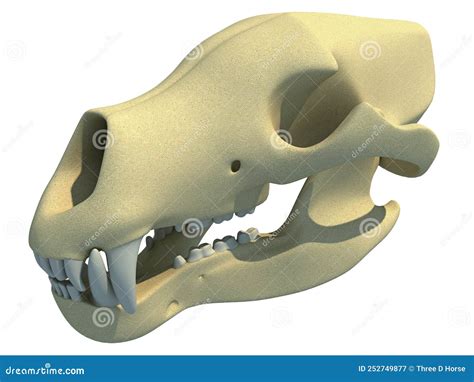 Bear Skull Anatomy 3D Rendering Stock Illustration - Illustration of ...