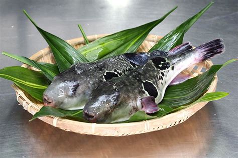 Fugu fish preparation - plorasydney